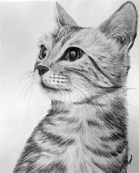 Katze Bleistift Zeichnung Information Online