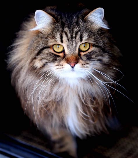 Official Portrait Siberian Forest Cat Forest Cat Siberian Forest