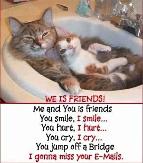 Cats Friends Cat Quotes Funny Funny Pictures Friendship Humor