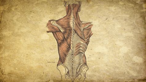 Human Anatomy Wallpaper Art