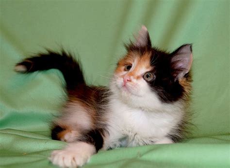 Resultado De Imagem Para Baby Calico Cat With Images Baby Cats