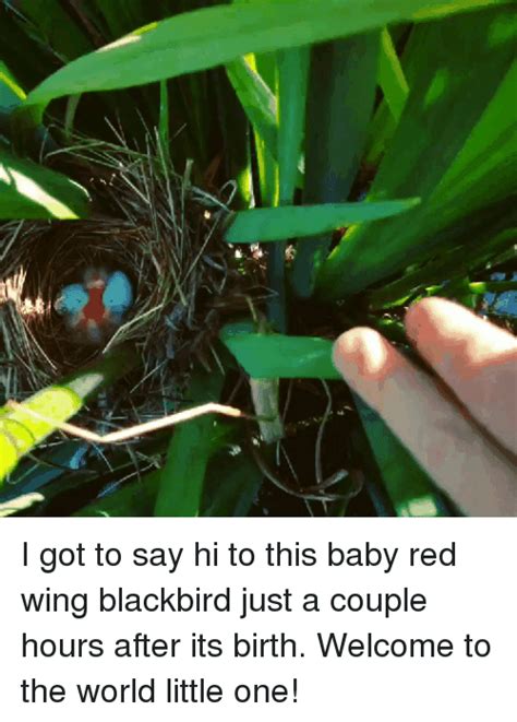 🔥 25 Best Memes About Red Wing Blackbird Red Wing Blackbird Memes