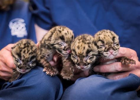 Clouded Leopard Quadruplets Born At Point Defiance Zoo Cute Baby