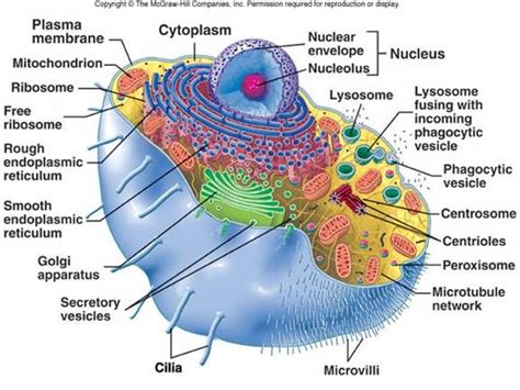 Cell Biology Cell Biology Cell Theory Biology