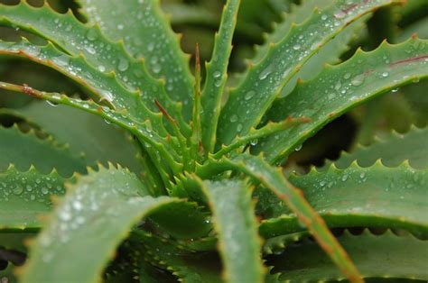 How to save a broken aloe plant How To Know If Your Store-Bought Aloe Vera Gel Is Fake ...