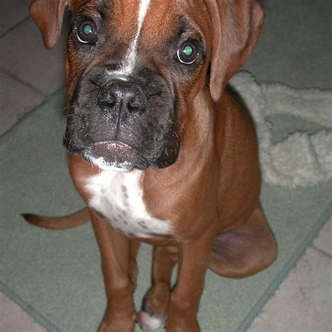 Boxer Puppy Fawn Boxer Puppy Puppies Boxer Dogs