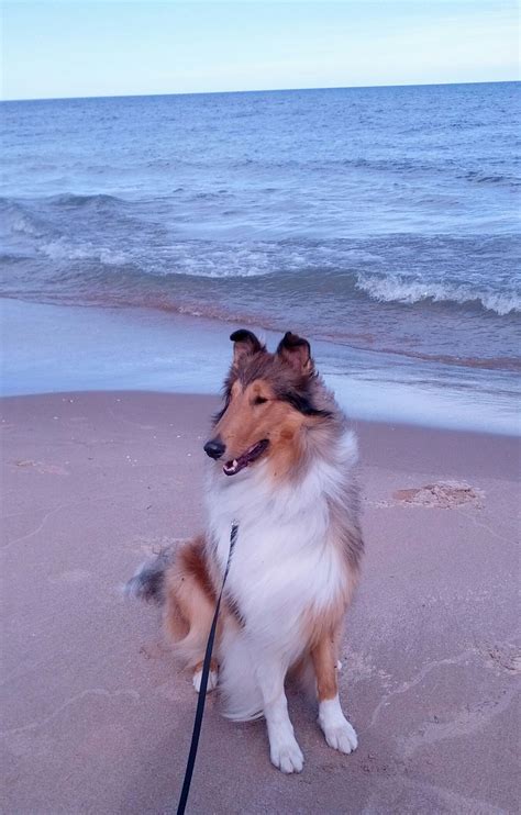 The Ultimate Rough Collie Breed Information Guide Artofit