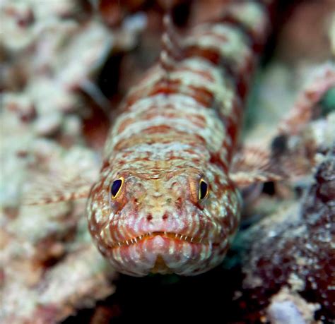 Lizardfish Madang Ples Bilong Mi