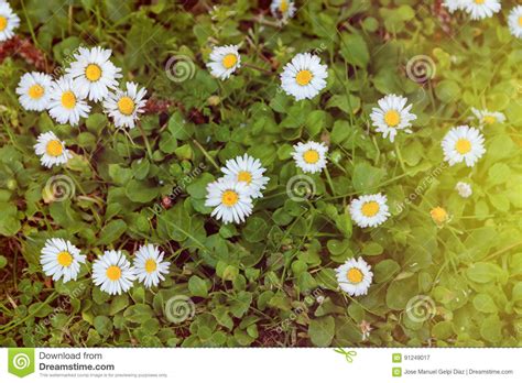 Wild Camomile Flowers Growing On Green Meadow With Sunlight Stock Image