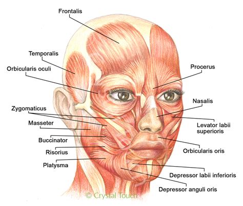 Muscles Of Facial Expressions And How They Work Crystal Touch Bells