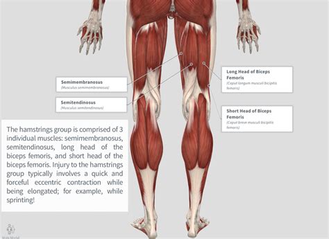 Hamstring Strain — PhysioU