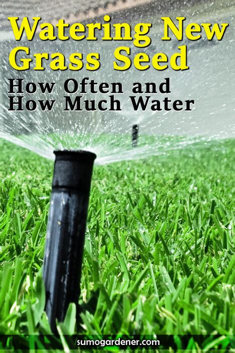 Different lawn types will have different watering and overall care needs, so it is important to pay. Watering New Grass Seed: How Often and How Much Water