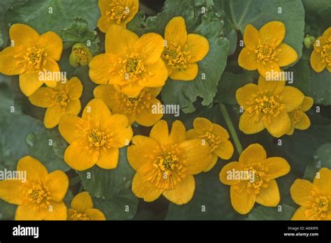 Kingcup Marsh Marigold Caltha Palustris Flowering Stock Photo Alamy