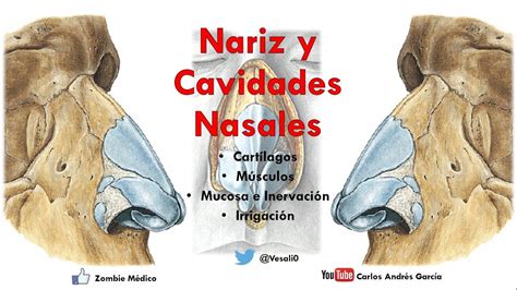 Anatomía Nariz Y Cavidades Nasales Linfáticos Inervación