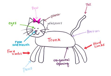 The two sphincters of the stomach are the cardiac, which regulates the entrance into the stomach from the esophagus, and the pyloric, which is a valve between the stomach and the small. Cat Manuals / Silver10Introduction