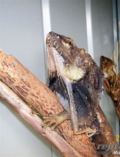 Frilled Lizard Reptile And Grow