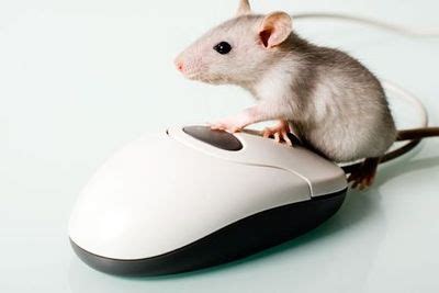 Computer animal keyboard rat office cute rodent. Computer Mouse - Gomerpedia