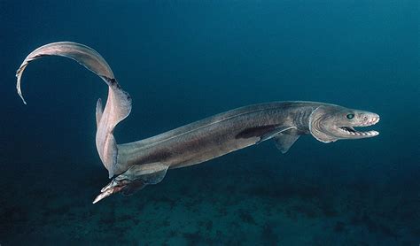 Frilled Sharks The Living Fossil Under The Sea Scarier Than Ursula