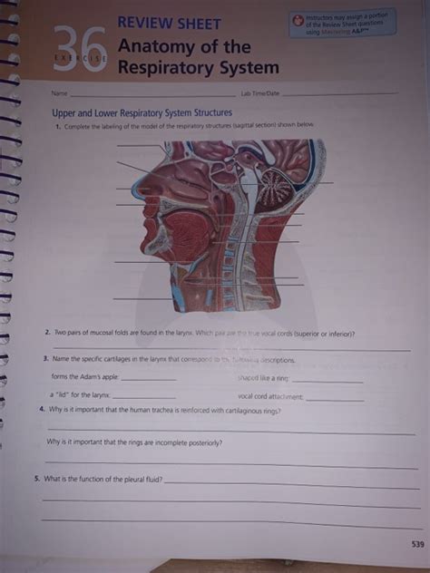 Exercise Anatomy Of The Respiratory System Review Sheet Online Degrees