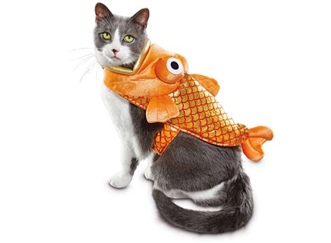 Funny Halloween Costumes For Cats