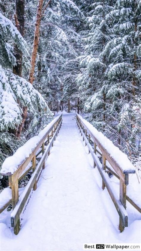 Bridge In Winter Forest Hd Wallpaper Download