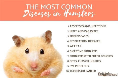10 Most Common Hamster Diseases The Biggest Threats To Hamster Health