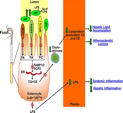 Over Expression Of Intestinal Alkaline Phosphatase Attenuates