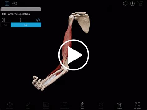 Muscles work as a team to create movement. Muscle Movements | Learn Muscle Anatomy