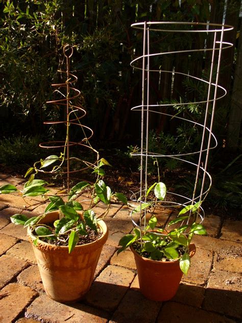 Maybe you would like to learn more about one of these? Hoya Garden: New pot trellises