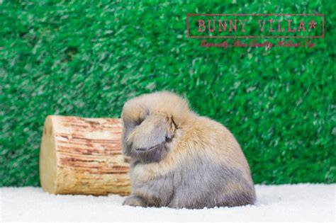 รหัส rr001 กระต่ายหูตก สายพันธุ์ holland lop แท้ 100% เกรดเลี้ยงเล่น สีโบรคเค่นเซ. Bunnyvilla ฟาร์กระต่าย Holland Lop - ฟาร์มกระต่ายฮอลแลนด์ ...