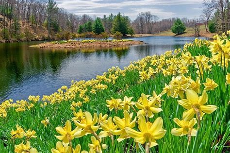 1920x1080px 1080p Free Download Daffodils At The Lake Narcissus