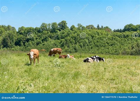 Herd Of Cows On A Lush Green Pasture Behind The Meadow Is A Small