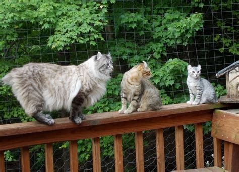 Color seal lynx point (fh). Bobtail Kittens For Sale