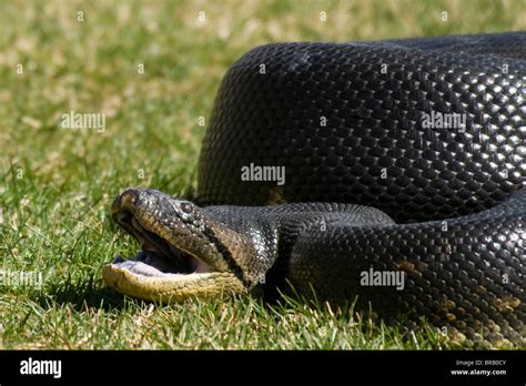 Anaconda Eunectes Murinus Worlds Biggest Snake Species 2009 Stock