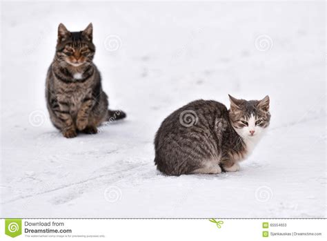 Frozen Cats On Snow Stock Image Image Of White Frosty 65554653