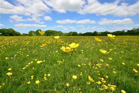 Buttercup With Field Stock Photo Image Of Nature Summer 31423942