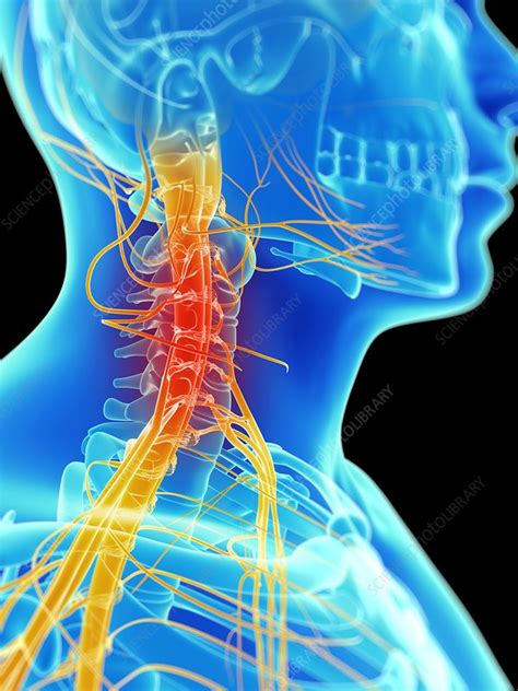 Human Neck Nerves Artwork Stock Image F0101806 Science Photo