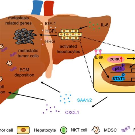 Therapeutic Perspectives For Colorectal Cancer Liver Metastasis