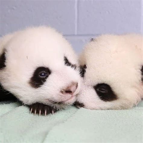 Watch Panda Twins Grow Up In Time Lapse Video E Online