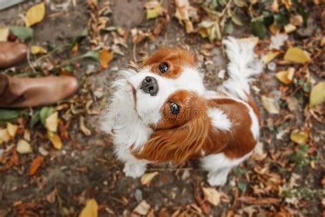 Cavalier King Charles Spaniel Puppy Dog Fall Autumn Season Dog On