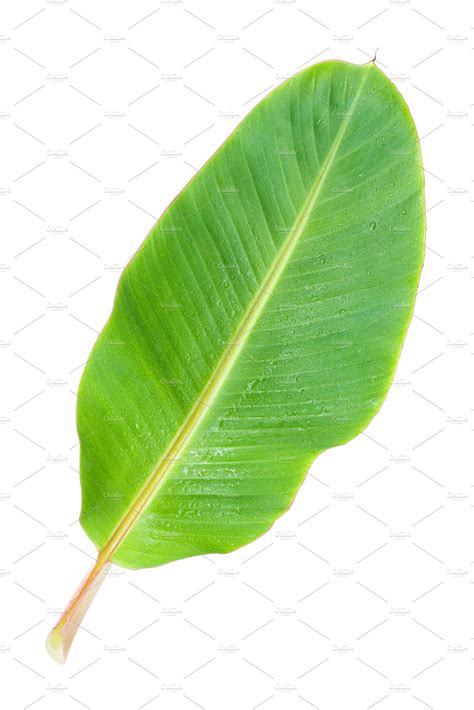 Banana Leaf Background Stock Photos ~ Creative Market