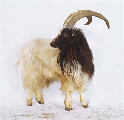 Tak hanya itu pada acara ini juga dihadiri dua ustaz besar yakni felix siauw dan derry sulaiman. Fakta-Fakta Kambing Hutan dan Kumpulan Foto kambing Hutan ...