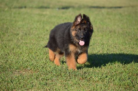 Long Hair German Shepherd Puppy Zuflucht K9s