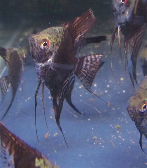 Leopard Angelfish Trins Tropical Fish