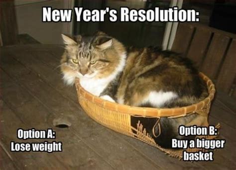 Take The Stunning Funny Happy New Year Animal Pictures Hilarious Pets