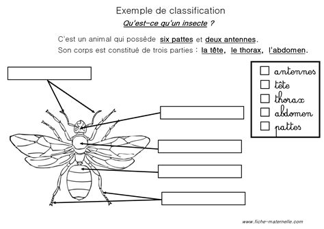 Classification Des Animaux En Maternelle Et Cp