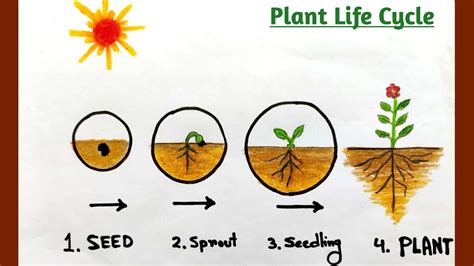 Life Cycle Of A Plant 5 Stages Of Life Cycle Of Plants