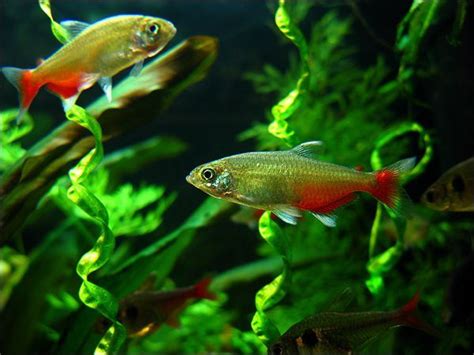 Wonderful Green Fire Tetra Goodjoseph Live Fish Store