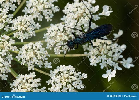 Common Blue Mud Dauber Wasp Chalybion Californicum Stock Image