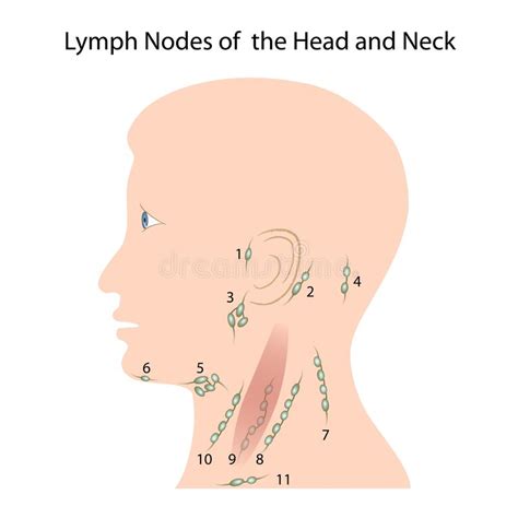 Lymph Nodes Of The Head And Neck Stock Vector Illustration Of
